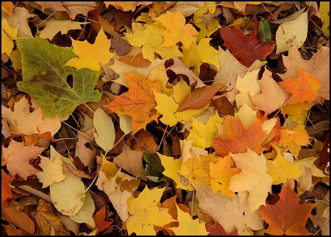 maple leaves Pictures, Images and Photos