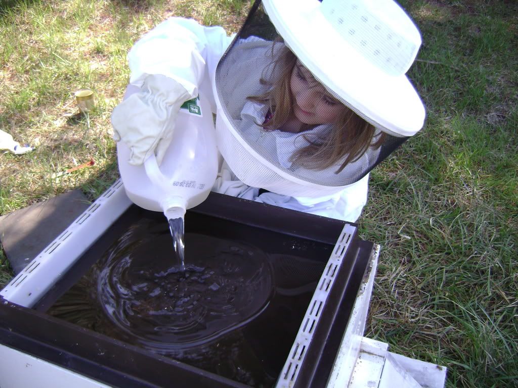 The best junior beekeeper in the world pouring sugar water into the hive top feeder
