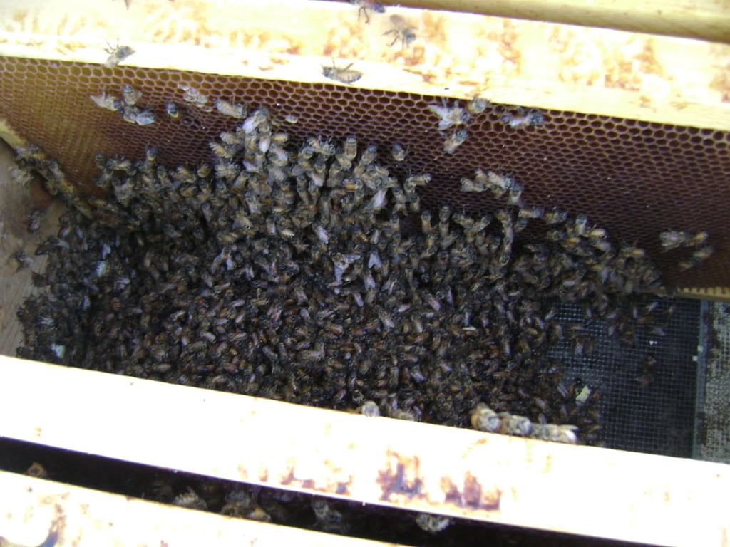 What it looks like after I dump the bees into the hive