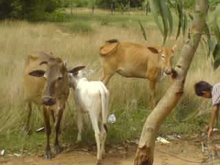 The cows there. Mooo~!