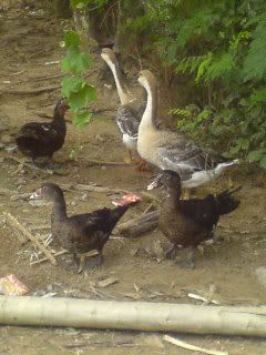 Mother goose and duckies!!! awww cute