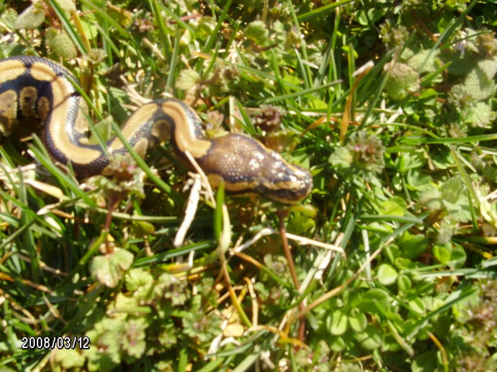 Ball Python Graphics, Pictures, & Images for Myspace Layouts Ball Python Graphics, Pictures, & Images for Myspace Layouts