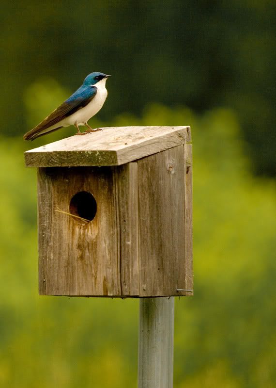 IMAGE: http://i163.photobucket.com/albums/t310/LHLphotoalbum/bird.jpg