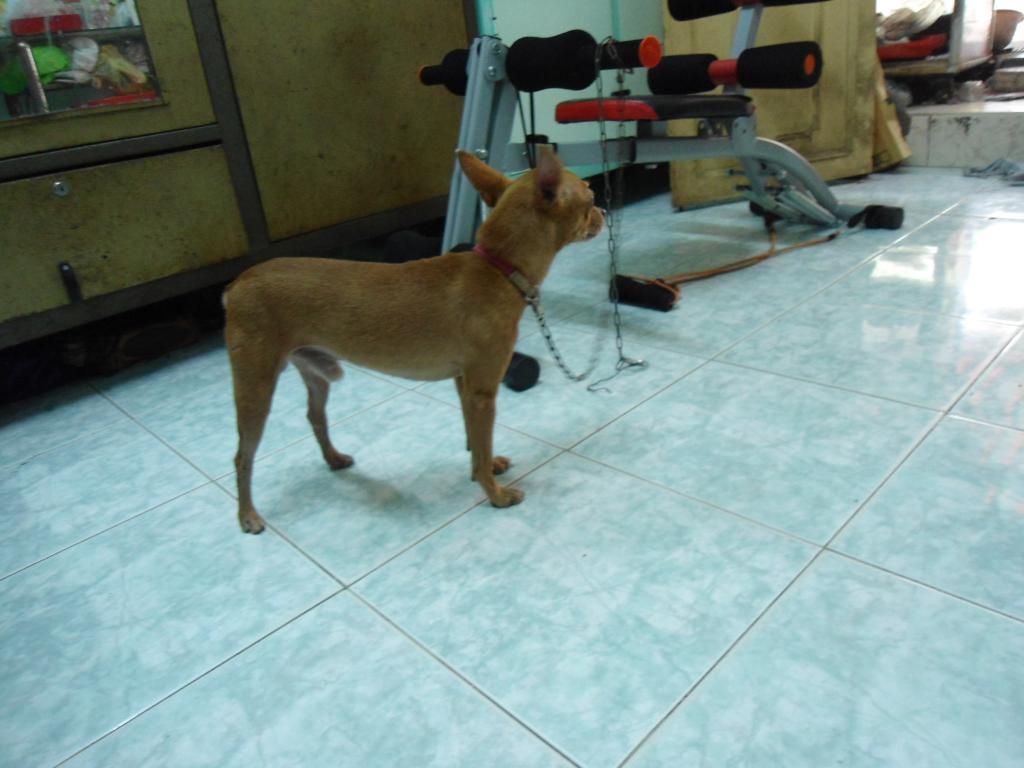 Phóc hươu đực giống cần bán - 3