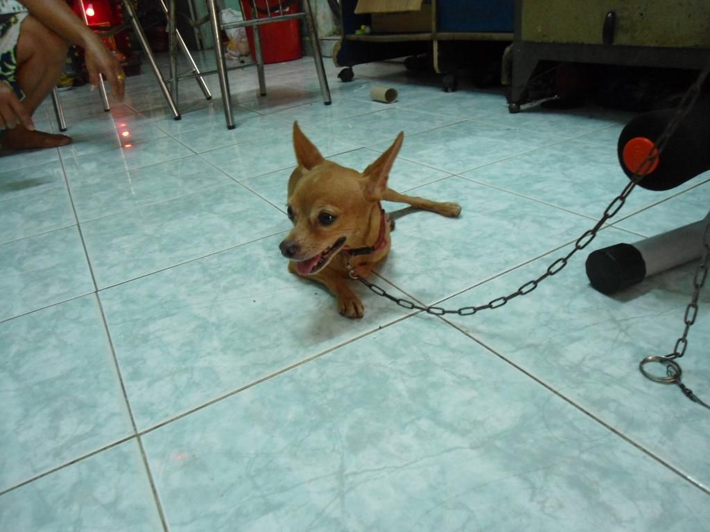 Phóc hươu đực giống cần bán - 2