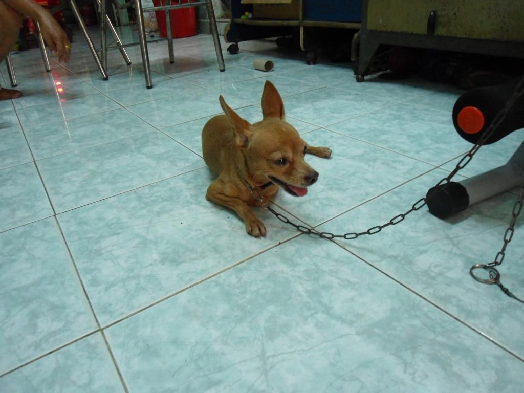 Phóc hươu đực giống cần bán - 4