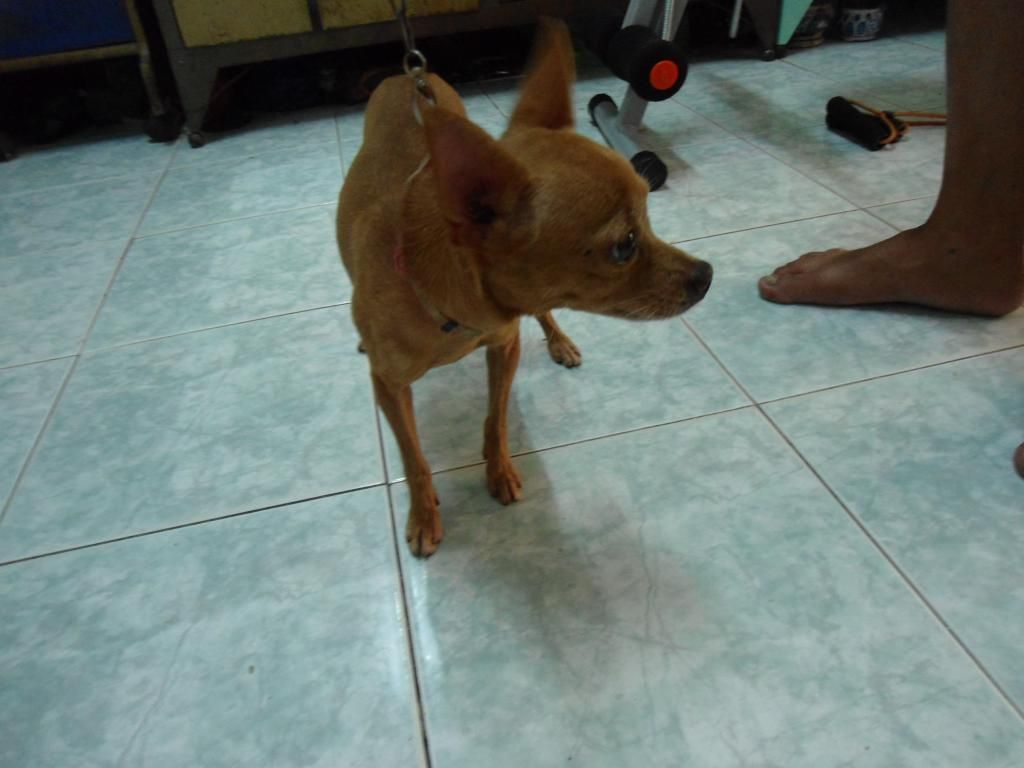 Phóc hươu đực giống cần bán - 1