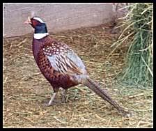 pheasant.jpg