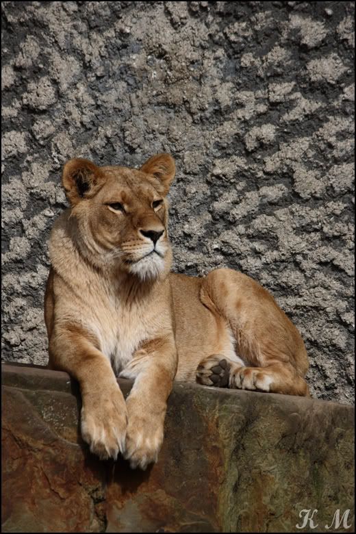 IMAGE: http://i163.photobucket.com/albums/t311/GTdreamweaver04/Amsterdam/Lioness1.jpg