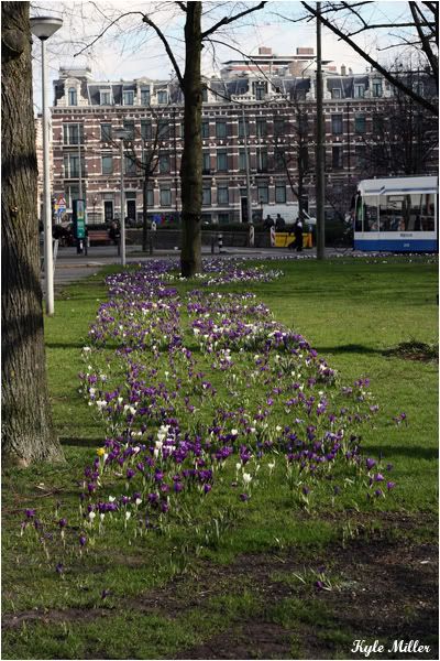 IMAGE: http://i163.photobucket.com/albums/t311/GTdreamweaver04/Amsterdam/Tulips.jpg