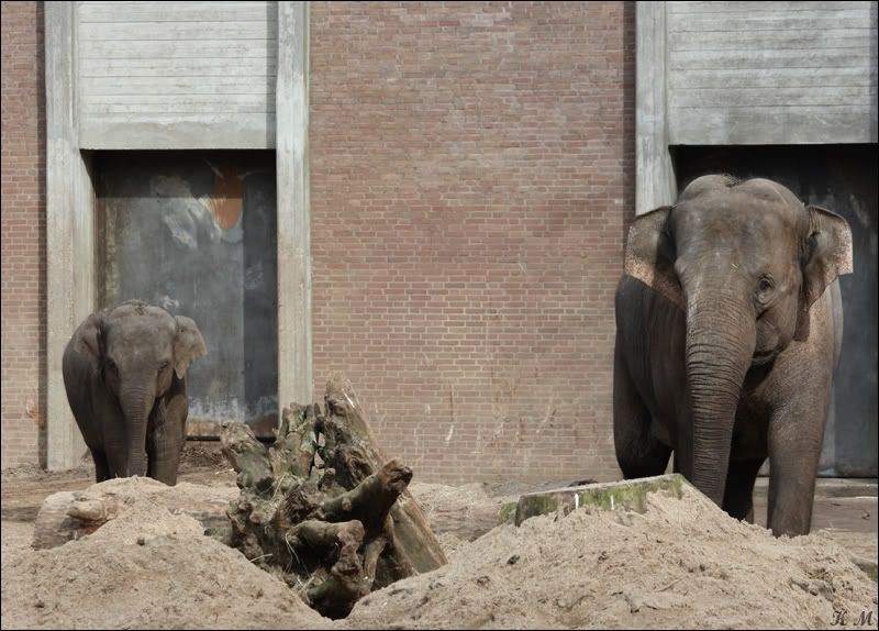 IMAGE: http://i163.photobucket.com/albums/t311/GTdreamweaver04/Amsterdam/Zoo_Elephants1.jpg