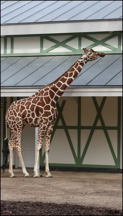 IMAGE: http://i163.photobucket.com/albums/t311/GTdreamweaver04/Amsterdam/Zoo_Giraffe.jpg