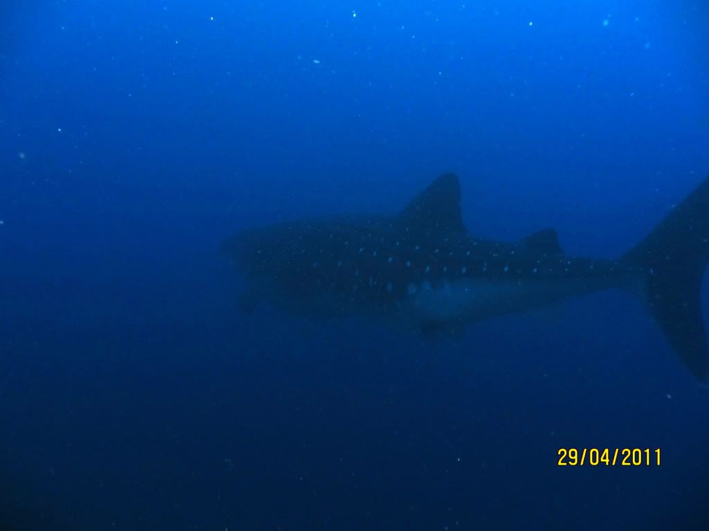 whaleshark.jpg