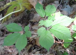 Ginseng Seeds