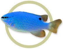 BlueDamselfish.jpg