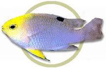 TalbotsDamselfish.jpg