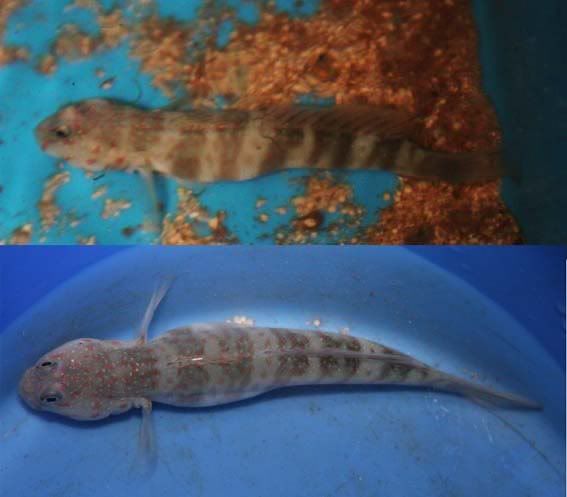 TigerGoby.jpg