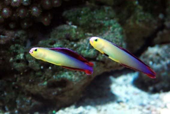 PurpleFirefish.jpg