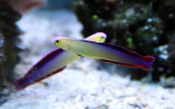 PurpleFirefish2.jpg