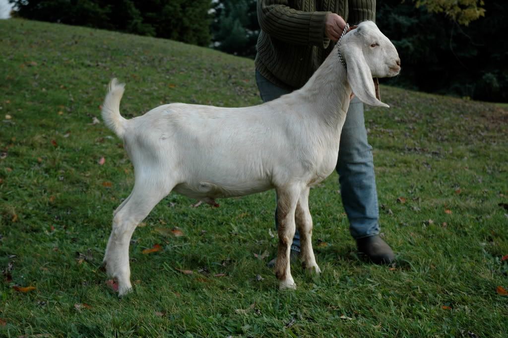 look at the size of this doe! - Goats