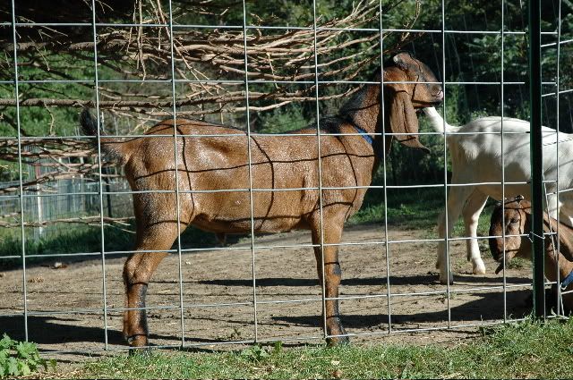 Critique My Buck Please - Goats