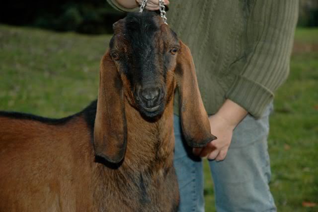 look at the size of this doe! - Goats