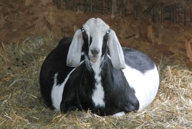 my doe beltane :) - Goats