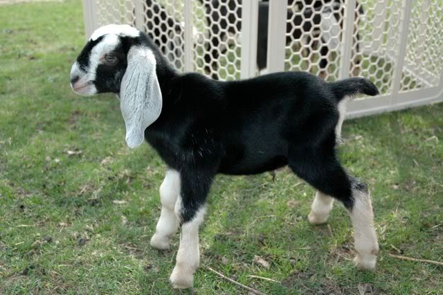 my doe beltane :) - Goats