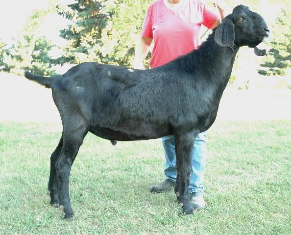 What do you think of this Nubian Buck ? - Goats