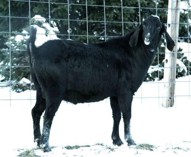 What do you think of this Nubian Buck ? - Goats