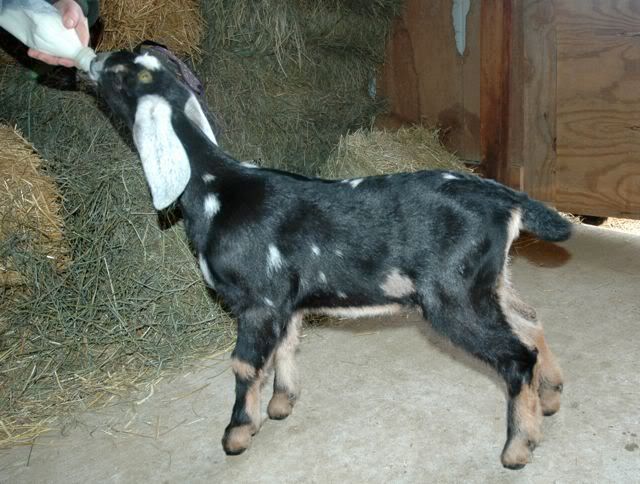 What do you think of this Nubian Buck ? - Goats