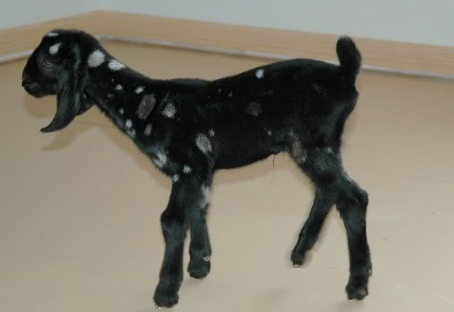 What do you think of this Nubian Buck ? - Goats