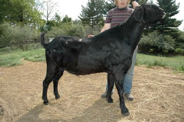Giving copper to goats - Goats