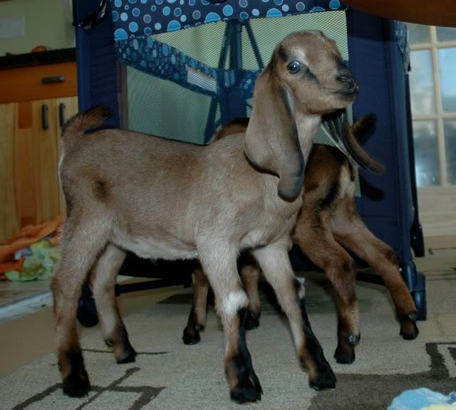 look at the size of this doe! - Goats