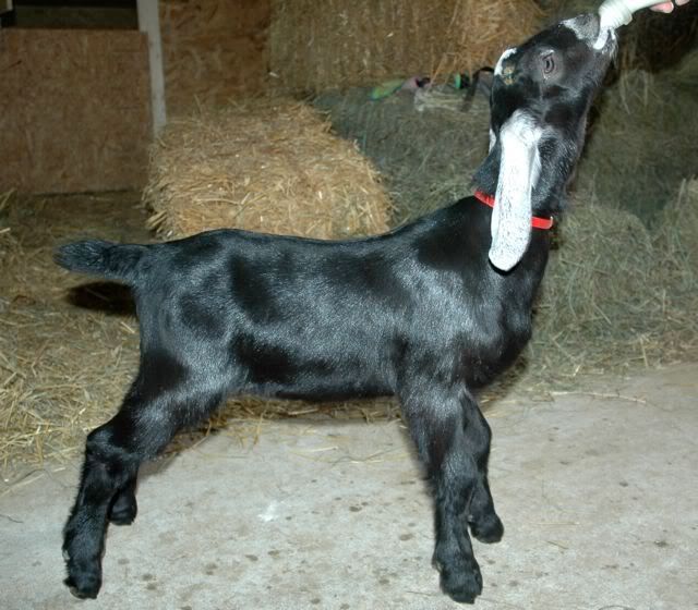 Please be warned - Goats