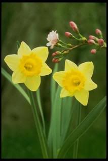 daffodils