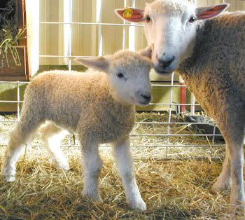 sheep Pictures, Images and Photos