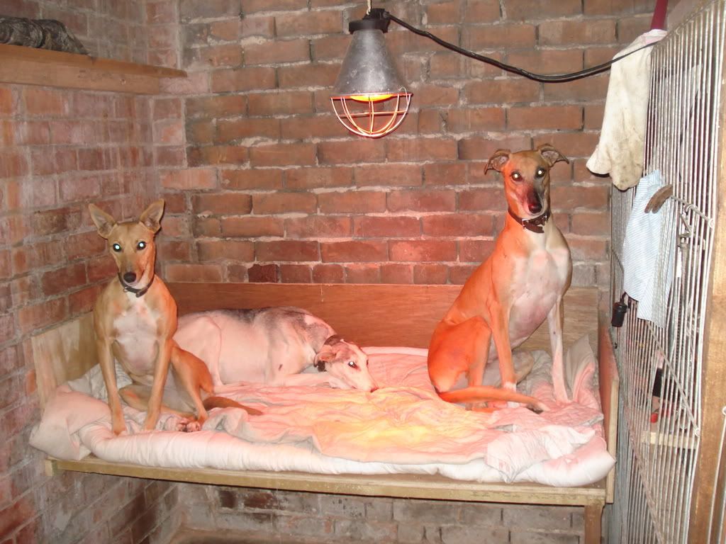 What are heat lamps for dogs?