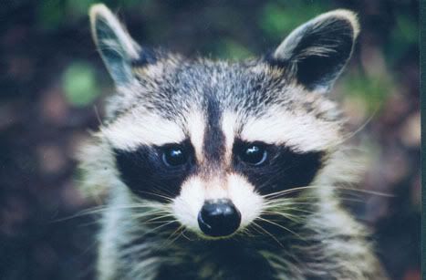raccoon.jpg