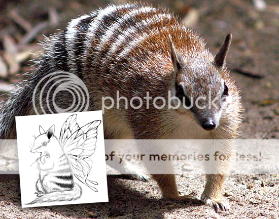 Numbat Fundraiser - Color for a Cause.png