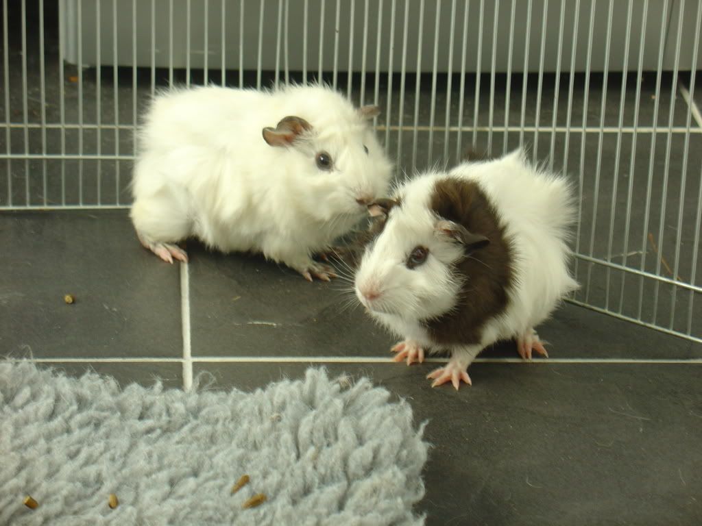 DSC03319.jpg