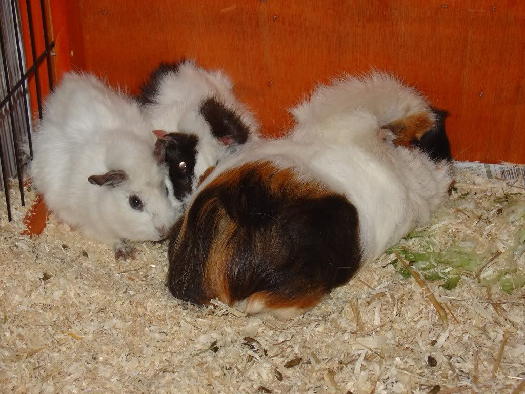 DSC03372.jpg