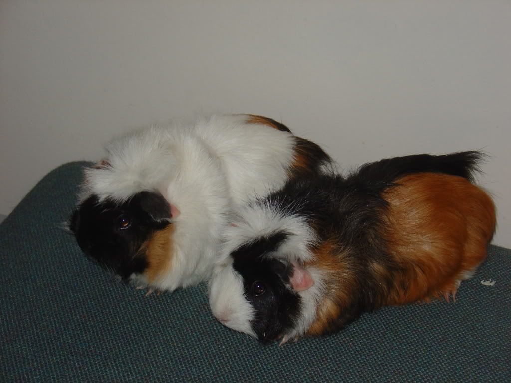 muffcrup.jpg